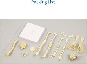 Teng Xin - Explore Science Bone Assembly