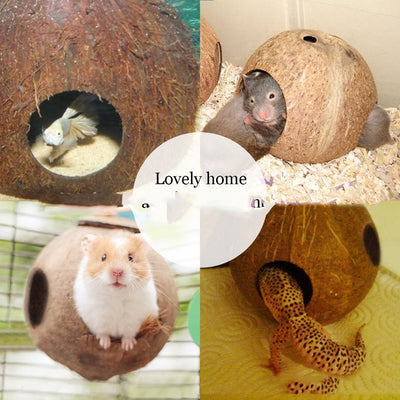 Creative Coconut Shell Bird Nest Feeder - Zambeel