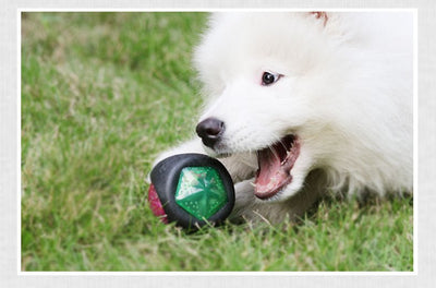 Dog Toy Ball - Zambeel