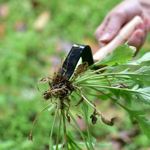 Garden Tool Weeding And Seedling Rooting Device - Zambeel
