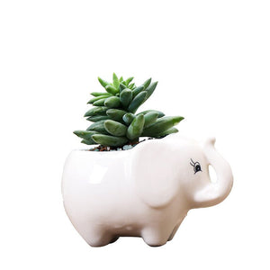 Gardening Creative Succulent Flower Pot - Zambeel