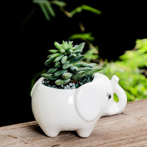 Gardening Creative Succulent Flower Pot - Zambeel
