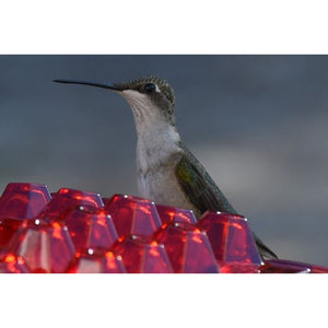 Hanging Red Hexagonal Hummingbird Feeder With Hook - Zambeel