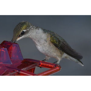 Hanging Red Hexagonal Hummingbird Feeder With Hook - Zambeel