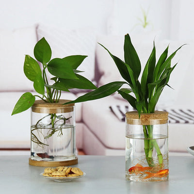 Indoor Green Plant Decoration Glass Bottle For Hydroponic Plants - Zambeel