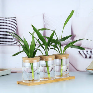 Indoor Green Plant Decoration Glass Bottle For Hydroponic Plants - Zambeel