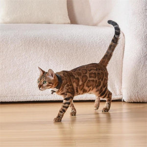 Pet Cat Toy Laser Collar - Zambeel