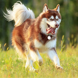 Pet Mini GPS Locator - Zambeel