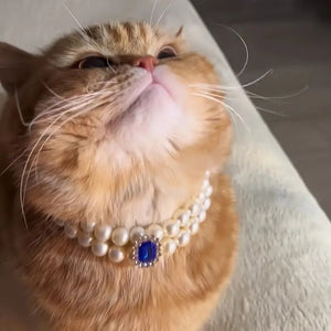 Pet Square Gem Collar Loves And Cats Photo - Zambeel