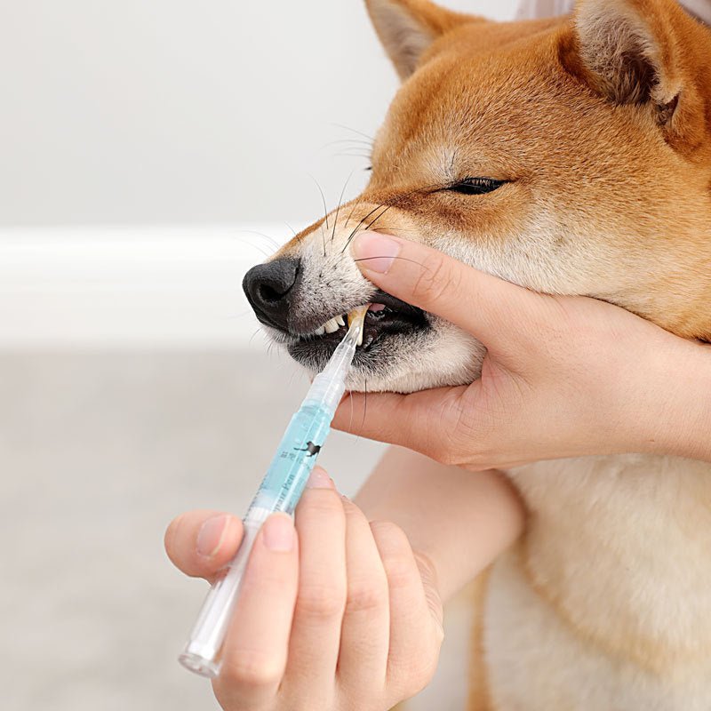 Pet Teeth Repairing Kit For Dog Cat Teeth Cleaning Pen Kit - Zambeel