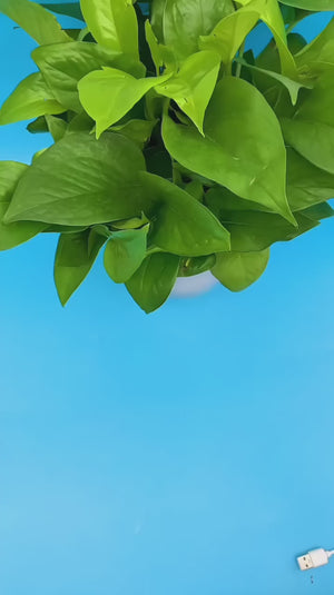 غسالة صغيرة 2 في 1