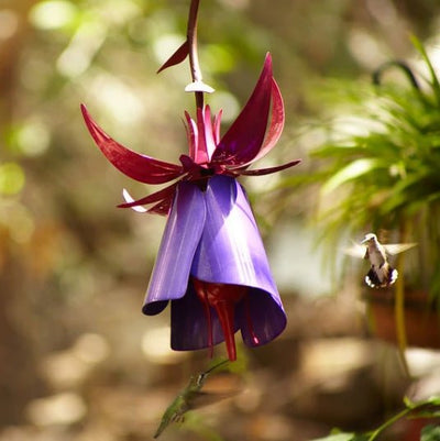 Sensation Pink Coneflower Bird Feeder - Zambeel