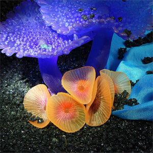 Simulation of Coral Plants - Zambeel